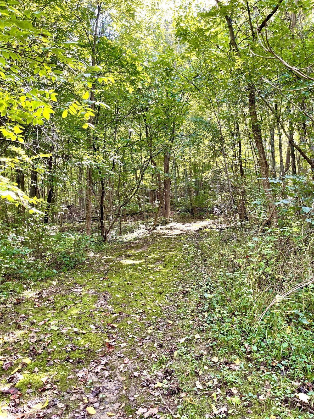 Path in woods behind house