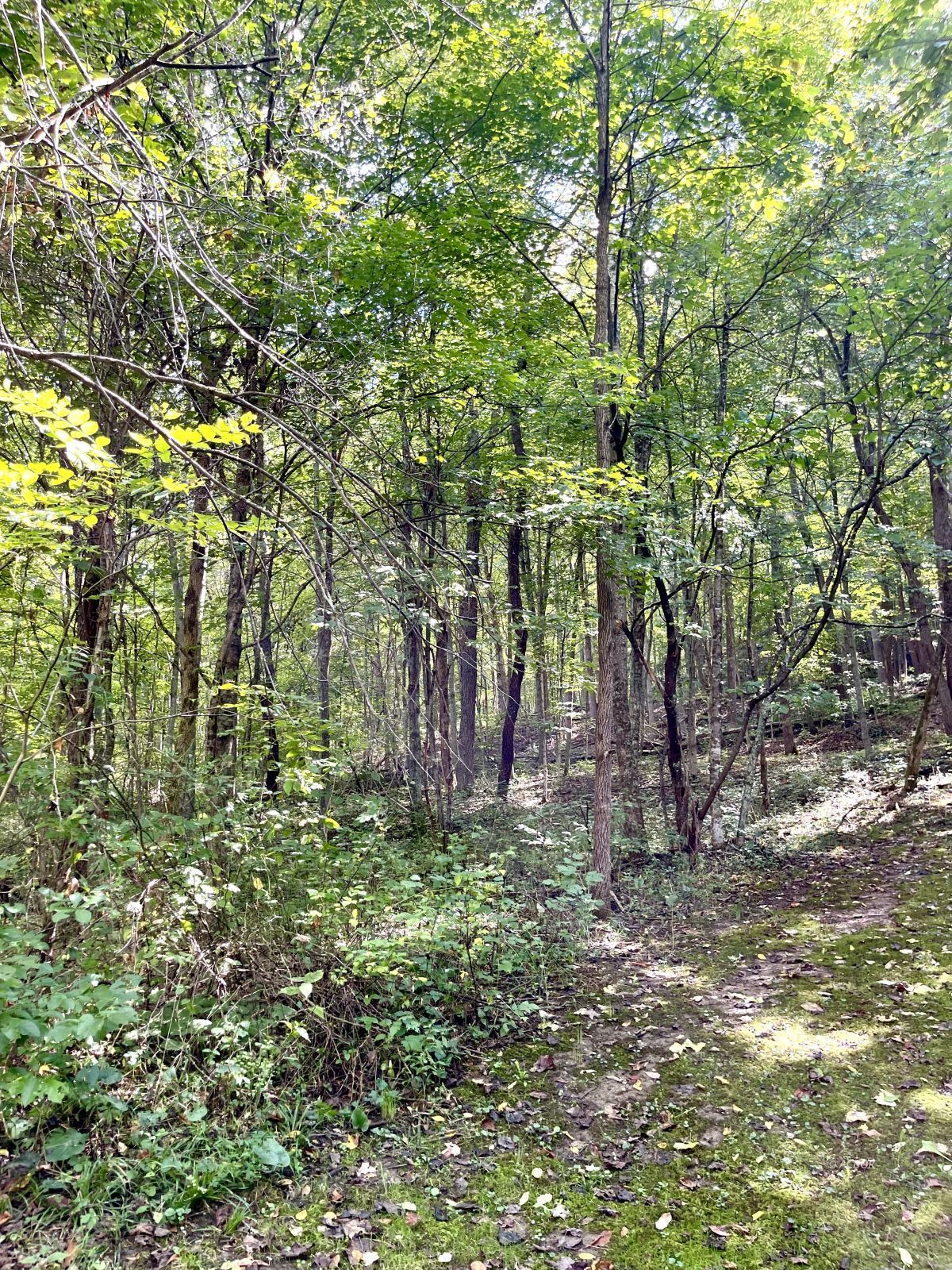 Woods