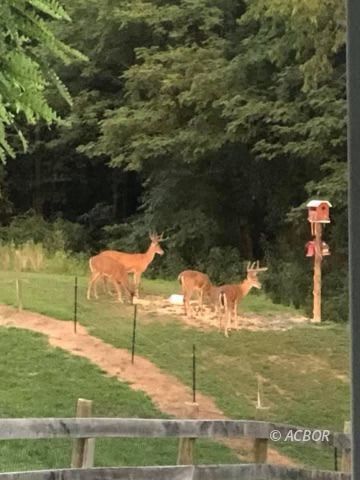Deer