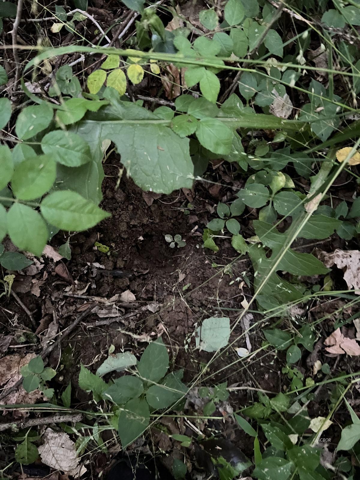 Deer print