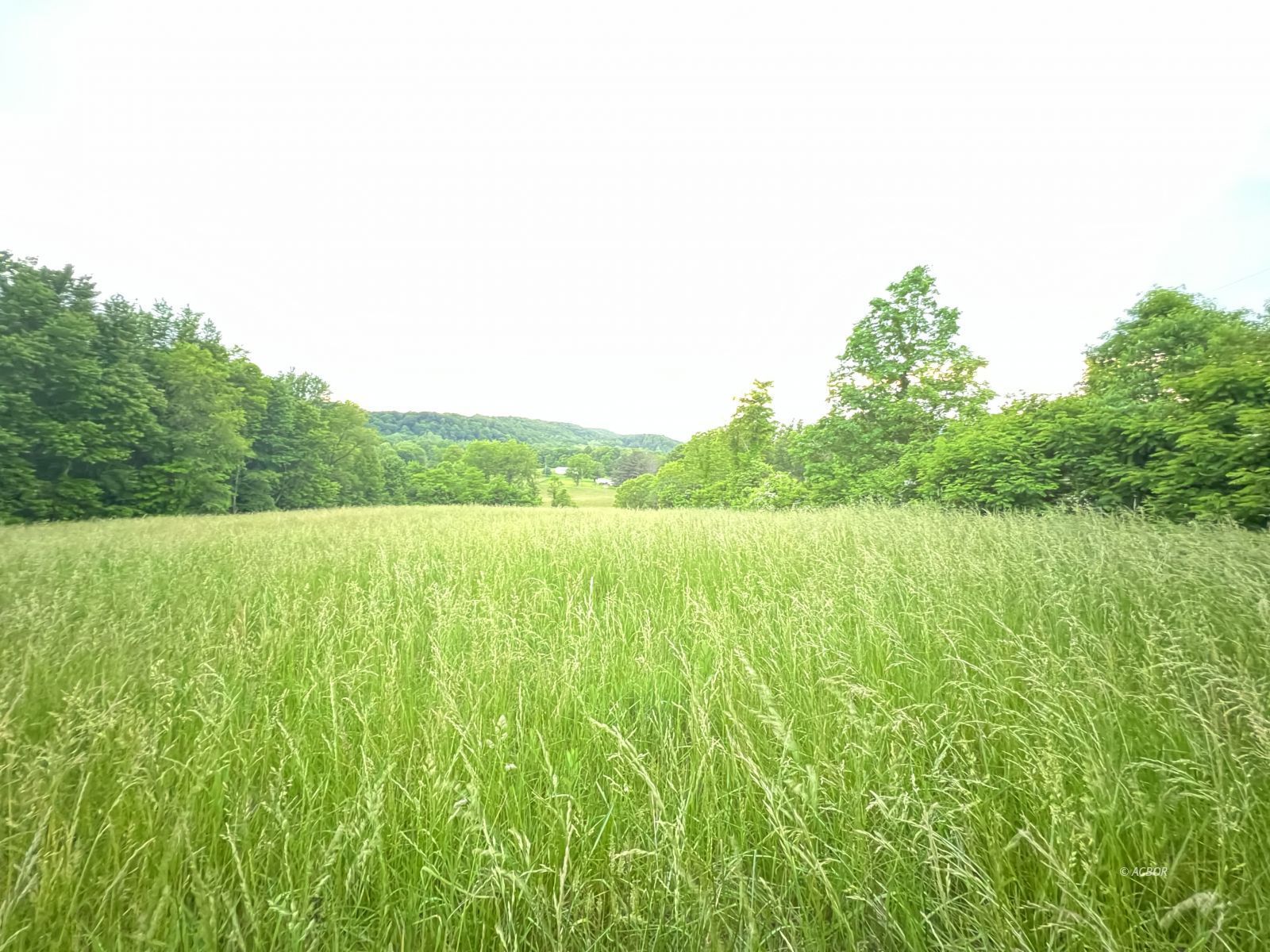 Pasture