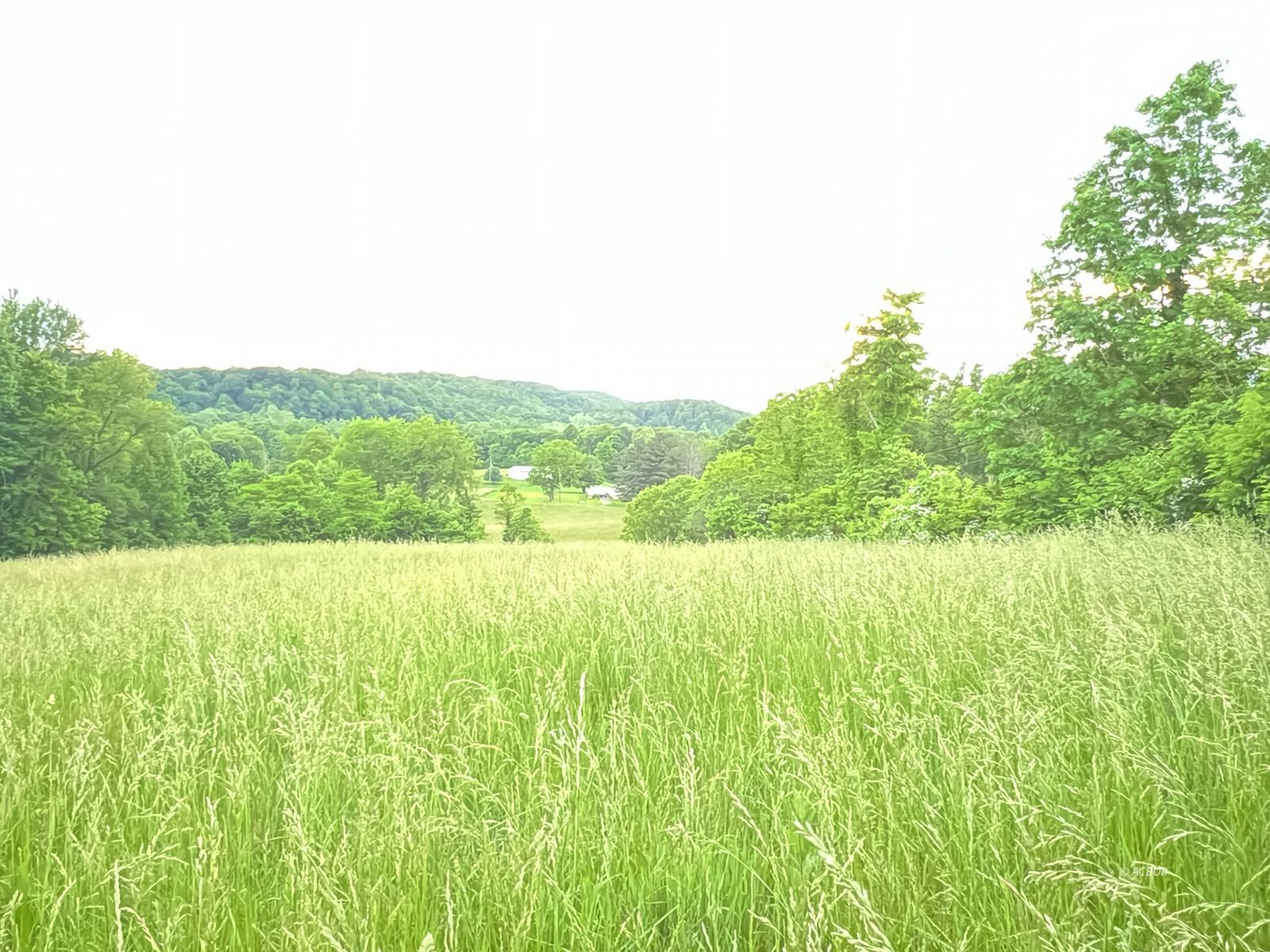 Pasture