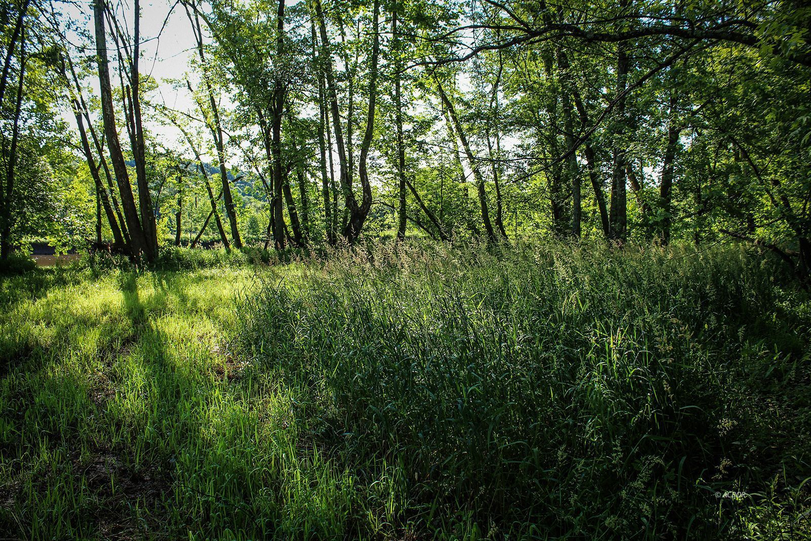 Property Photo 39