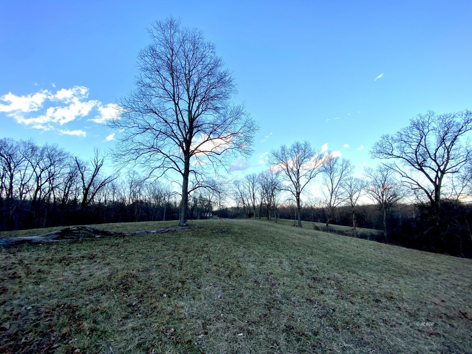 Pasture at dusk