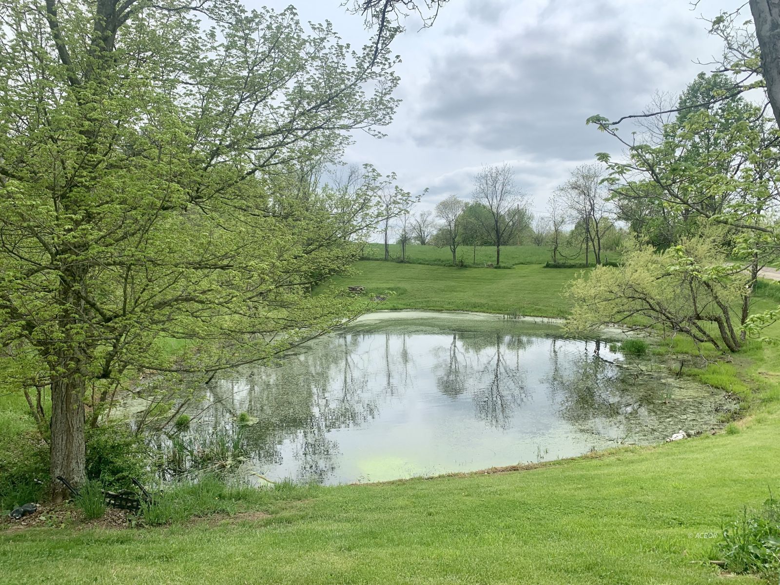 Pond