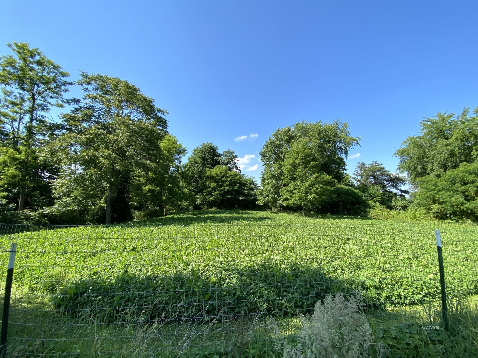 Feed plot for deer