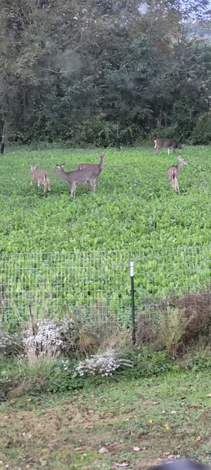 Deer munching food in food plot