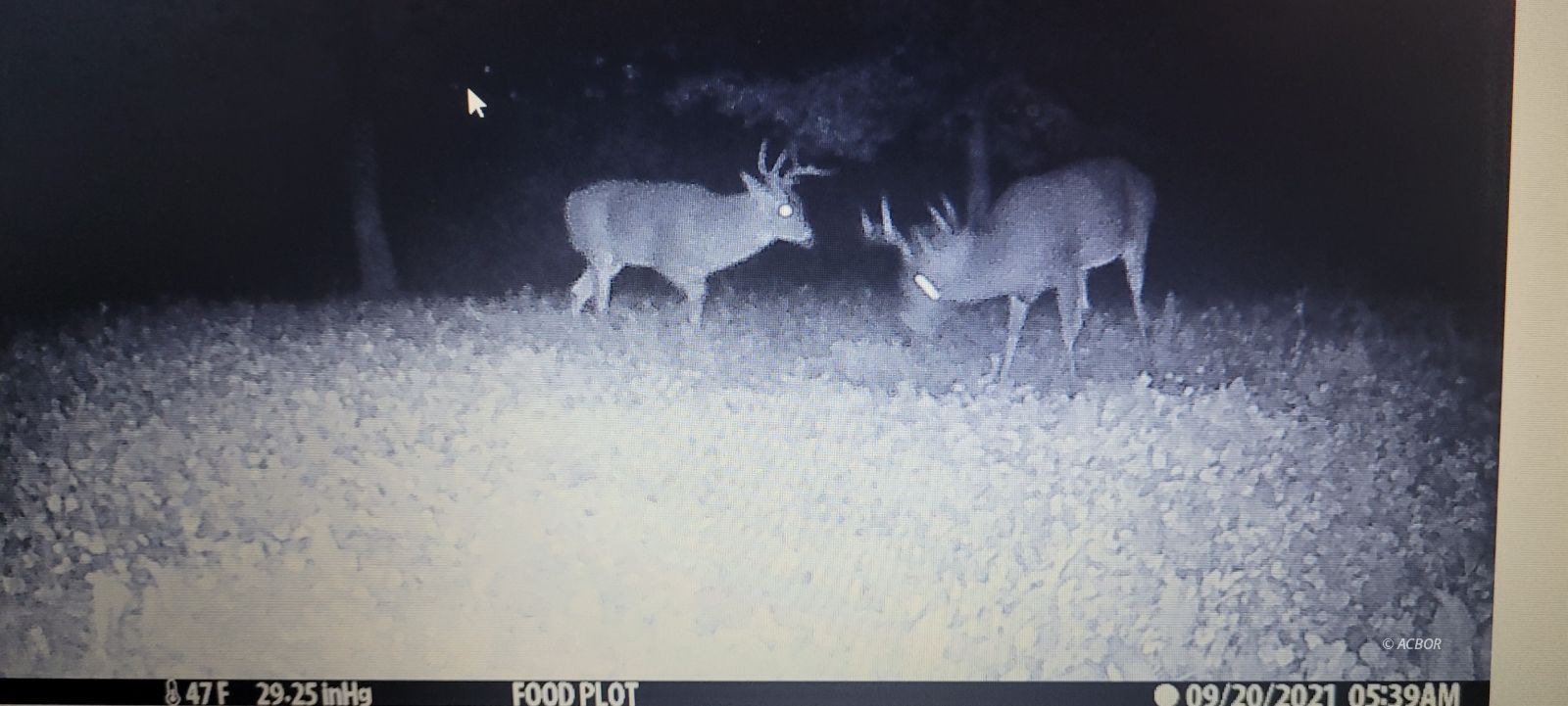 Nighttime deer in food plot