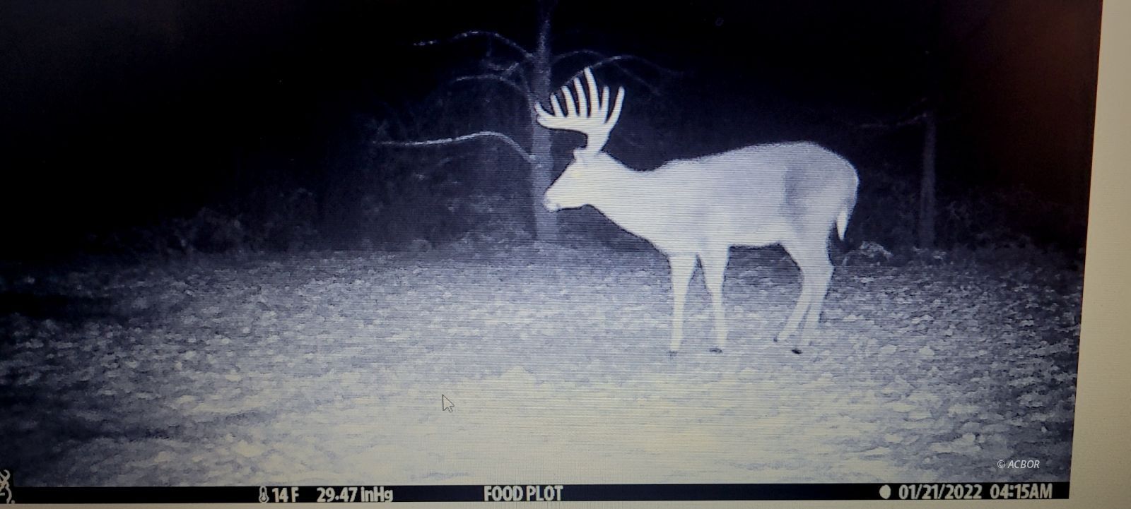 Night-time deer in food plot