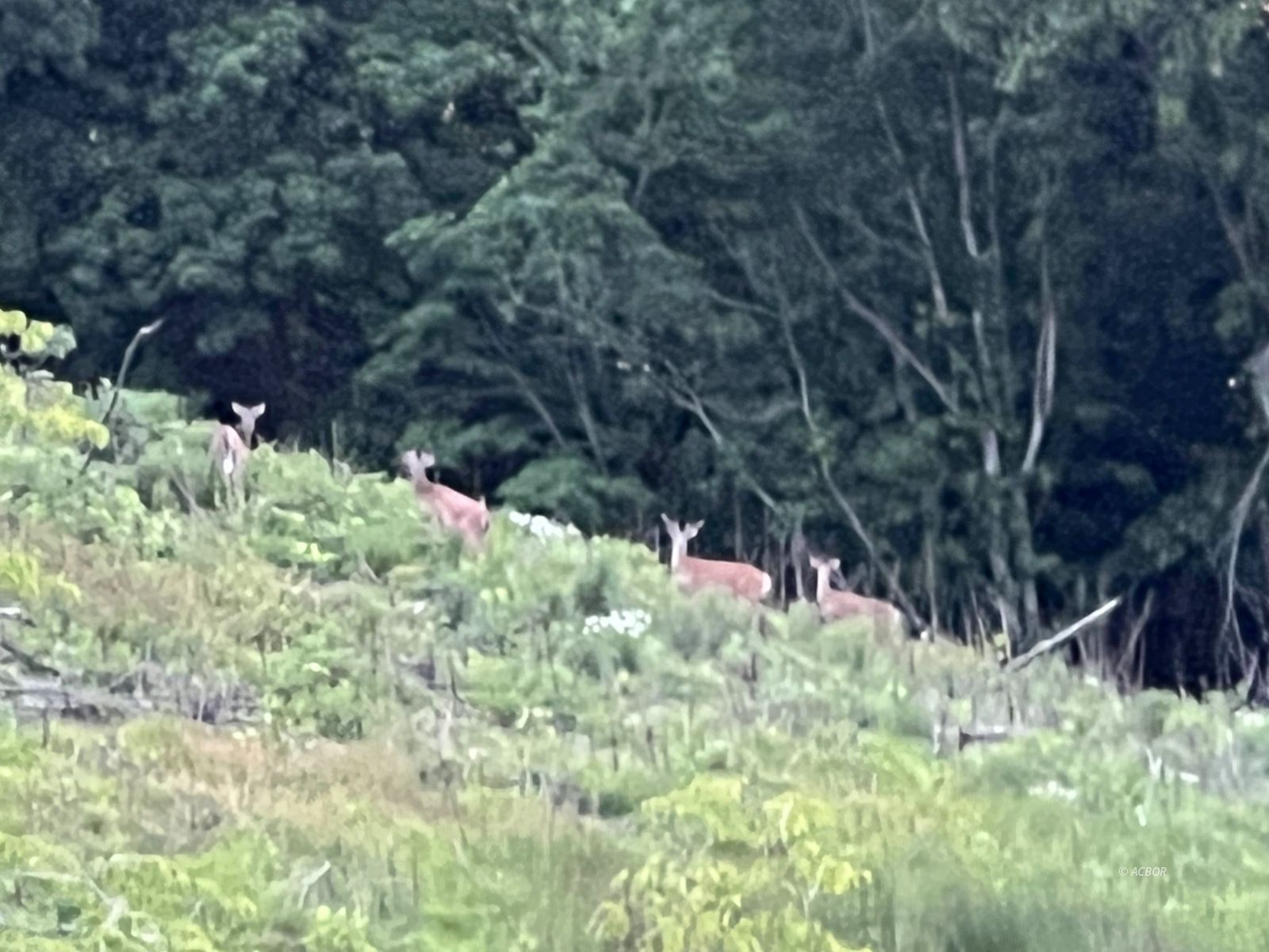 Deer