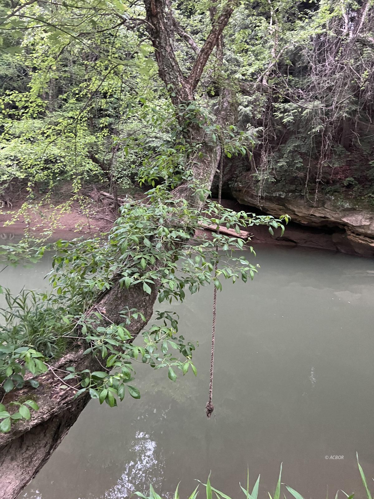 Swinging rope for swimming